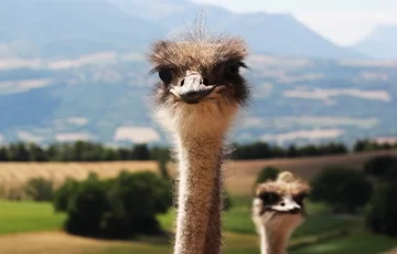 ferme artisanale gap