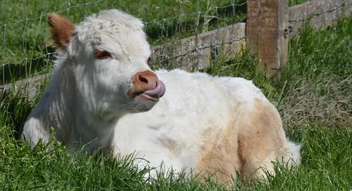 Vache &eacute;cossaise Highlands
