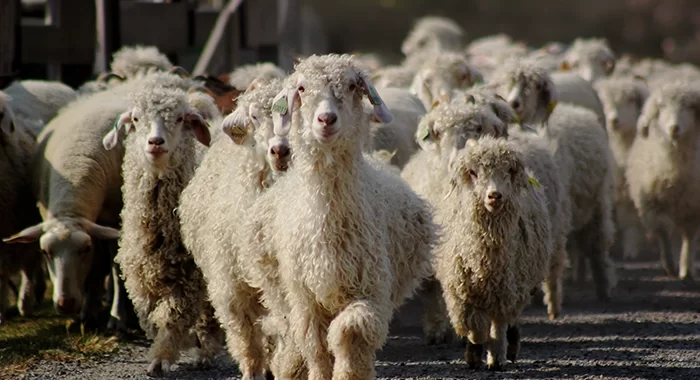 Ch&egrave;vres angoras mohair