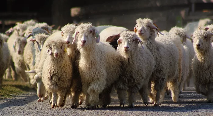 Mouton et agneau