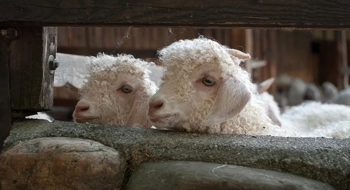 Bergerie et animaux