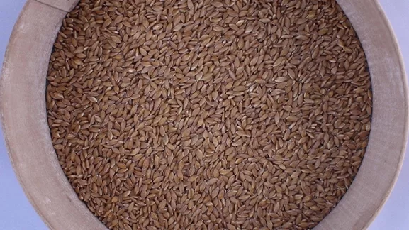 Grains de petit &eacute;peautre