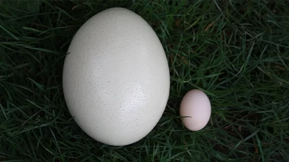 Oeuf d'autruche